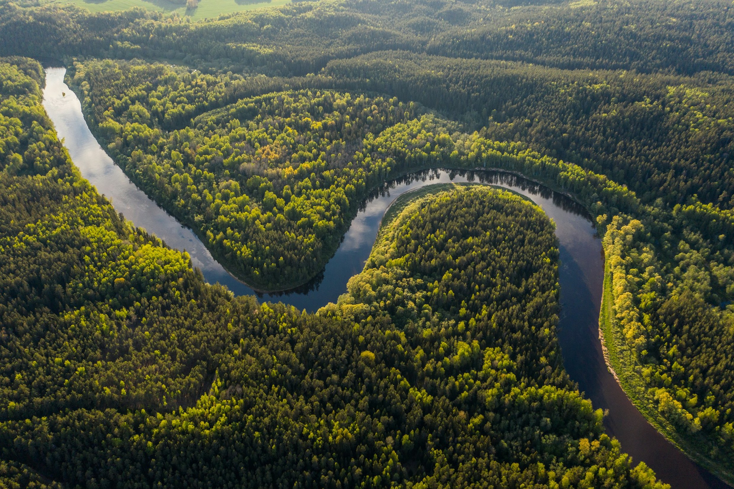 The amazon rainforest