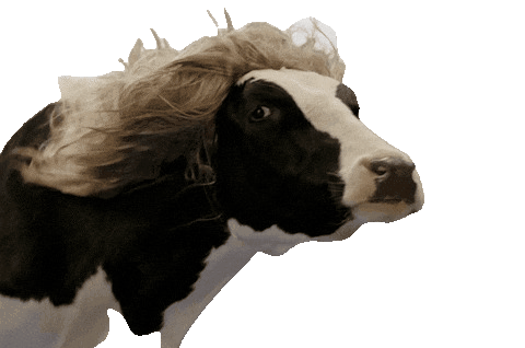 Beautiful cow