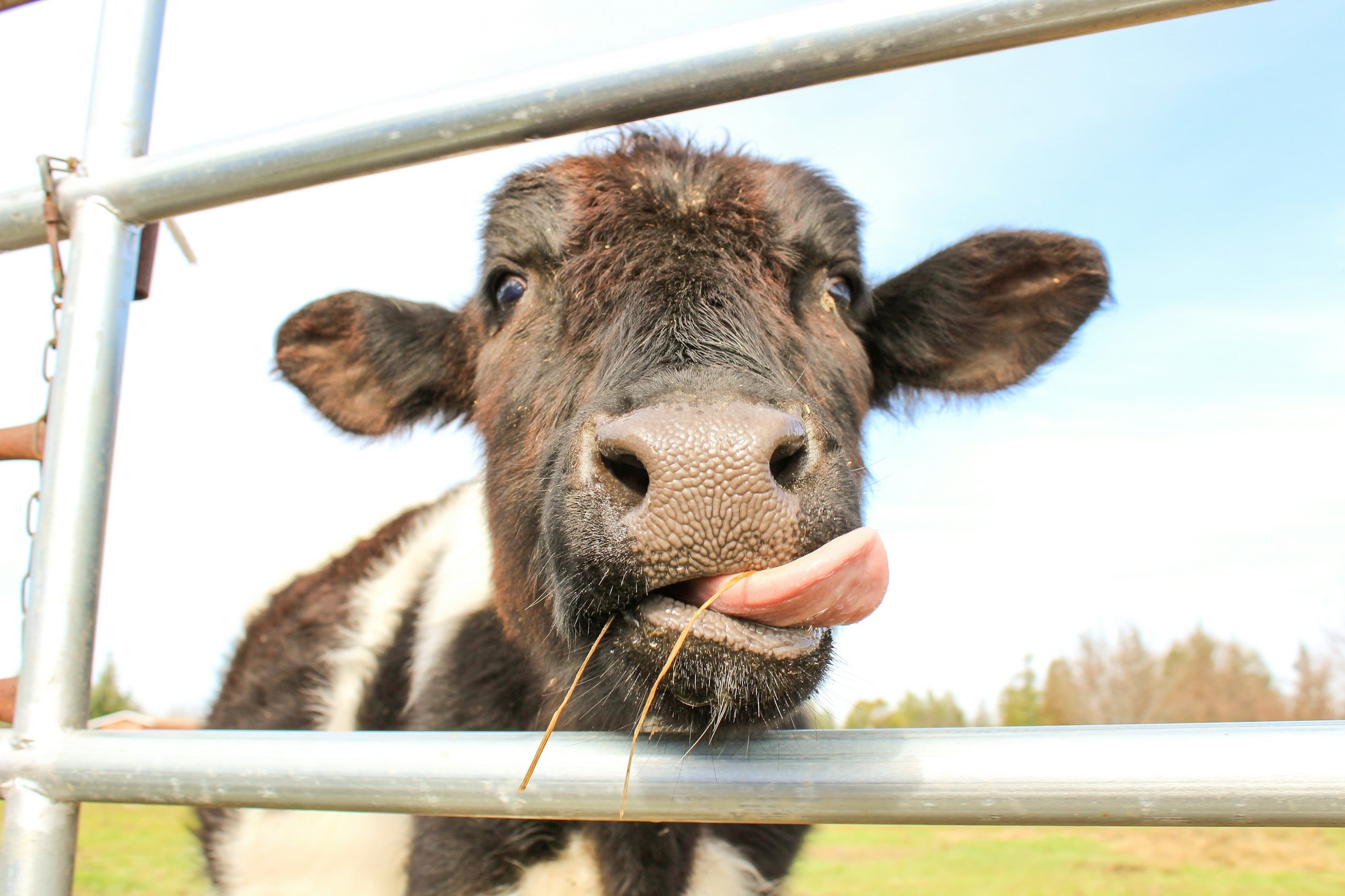 A happy cow